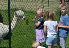 De alpaca's lieten zich graag verwennen bij Alpaca World in Brielle